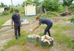 सुपारी र कुखुराको अवैध आयात रोक्न माग